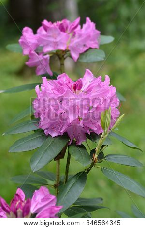 Pontic Rhododendron Flower - Latin Name - Rhododendron Ponticum
