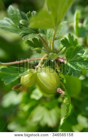 Gooseberry Hinnomaki Green Fruit - Latin Name - Ribes Uva-crispa Hinnomaki Green
