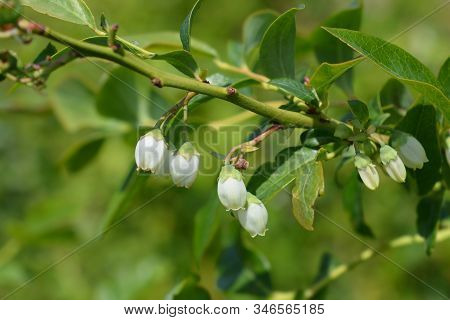 Highbush Blueberry - Latin Name - Vaccinium Corymbosum