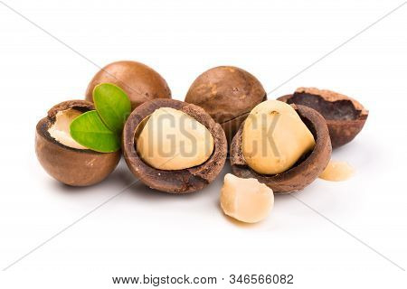 Inshell Macadamia Nuts With Leaves Isolated On White Background.