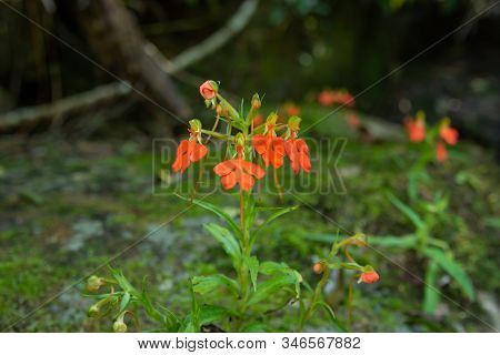 Orange Habenaria Rhodocheila Hance Wild Orchid At Waterfall In Thailand