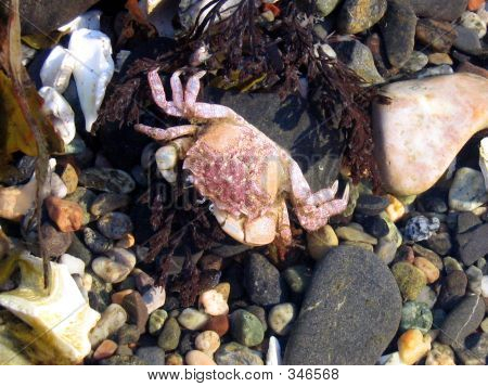 Crabes