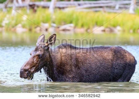 Moose Cow Munching Grass In A Colorado Lake. Wild Moose Living In The Forests Of The Colorado Rocky 