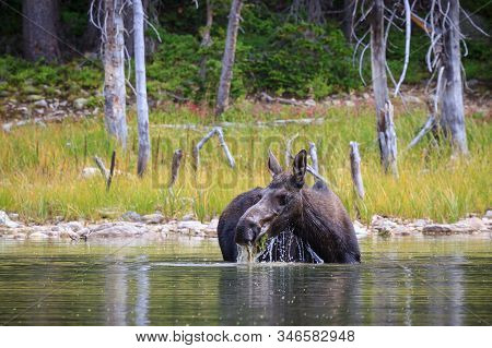Moose Cow Munching Grass In A Colorado Lake. Wild Moose Living In The Forests Of The Colorado Rocky 