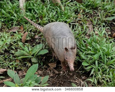An Armadillo (dasypodidae) From The Amazon Region In Ecuador