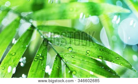Dropping water on palm leaves, spa and wellness concept. Shot on super macro lens, low depth of focus.