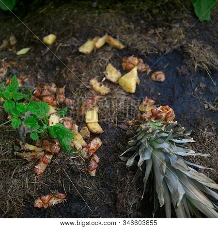 Closeup Of A Garbage Container With Spoiled Pinepple In The Center Of Composition