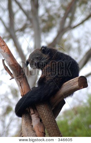 Binturong