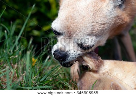 Small, Elderly Chihuahua Dog Tearing Gristle Off A Large Bone. Green Grass In Mid Ground, Bokeh, Sha