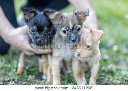 Three Chihuahua Puppies Held Together. Off-leash Dog Park In Northern California.