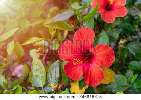 Vivid Red Hibiscus Flower With Green Leaves Is Growing On A Bush  In Summertime. Blooming Of Tropica