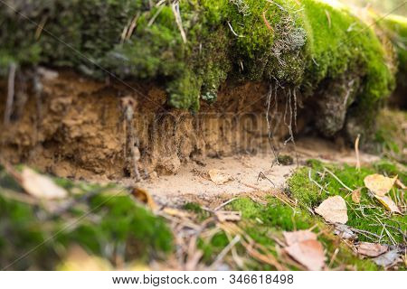 Detail Of Podzol Soil