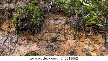 Detail Of Podzol Soil