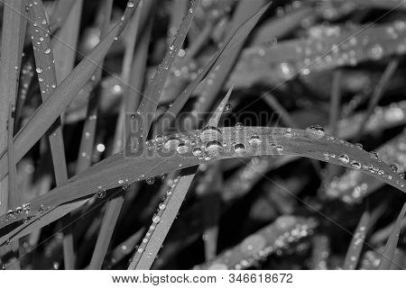 Black And White Grass With Waterdrops Close Up