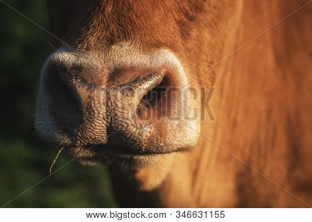 Cow Nose Close-up, In Bright Sunlight. Macro Image Of A Cow Snout. Red Fur Cow Snout. Domestic Anima