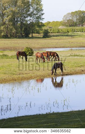 Brown Horses Graze In Floodplanes On Sunny Morning Near River Rhine In Vicinity Of Utrecht In The Ne