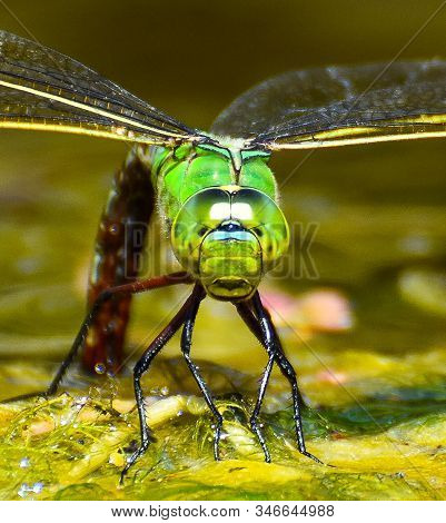 Emporer Dragonfly From Head On Laying Eggs In The Weed