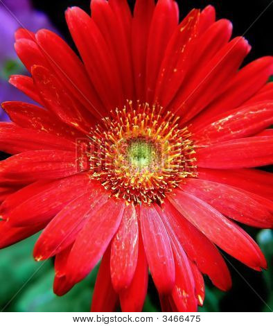 Little Red One