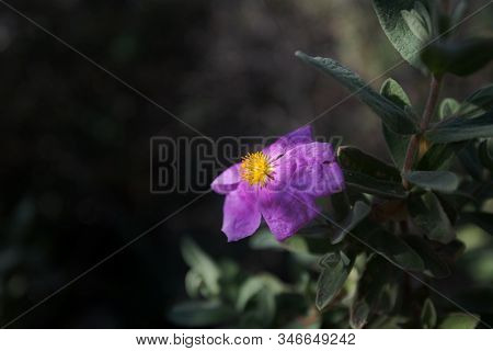 Purple Wild Flower, Cistus Albidus, In A Winter Sunny Day
