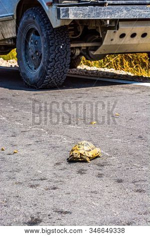 Car Stopped Before The Crash With Turtle Walking On The Road