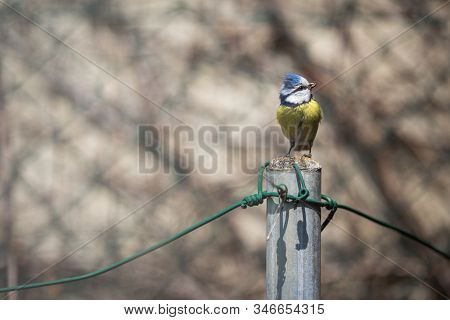 Blue tit Parus caeruleus on a bird house it inhabits - feeding the young. Shallow depth of field and background blurred