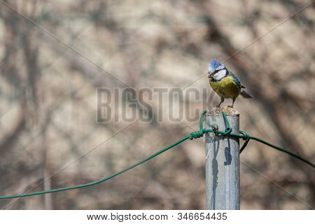 Blue tit Parus caeruleus on a bird house it inhabits - feeding the young. Shallow depth of field and background blurred