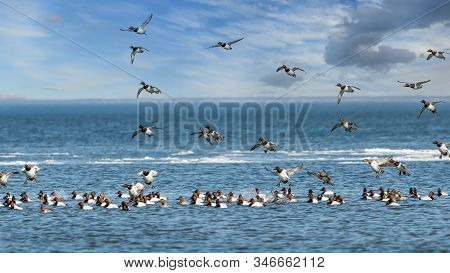Flock Of Migrating Canvasback Ducks Flying And Landing In The Chesapeake Bay In Maryland During Wint