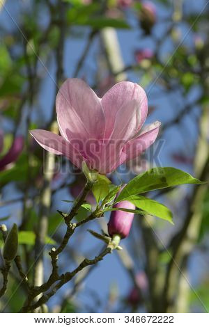 Pink Magnolia (magnolia Liliiflora.) Or Tulip Tree.