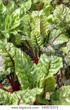 Organic Swiss Chard In Plantation Field.