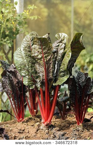 Organic Swiss Chard In Plantation Field.