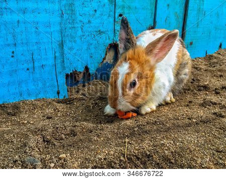 Bunny Or Hare Or Rabbit With The Blue Wooden Wall Background On The Sand Ground. The Animal Has Long