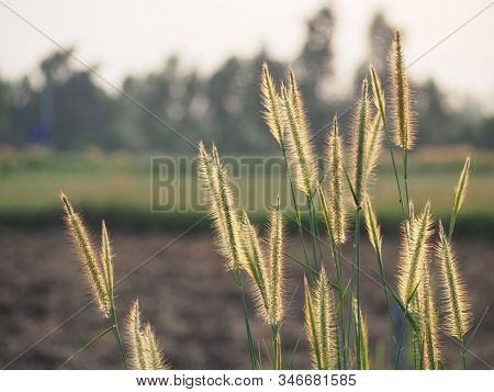 Poaceae Grass Flower Field With Soft Sunlight For Background.