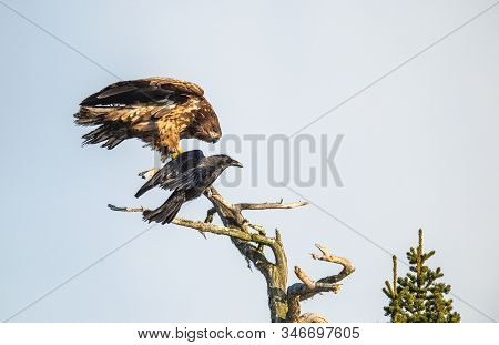 Raven And  White-tailed Eagle On The Tree. Scientific Name: Haliaeetus Albicilla, Ern, Erne, Gray Ea