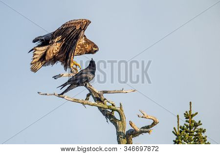Raven And  White-tailed Eagle On The Tree. Scientific Name: Haliaeetus Albicilla, Ern, Erne, Gray Ea