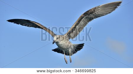 Flying Juvenile Kelp Gull (larus Dominicanus), Also Known As The Dominican Gull And Black Backed Kel