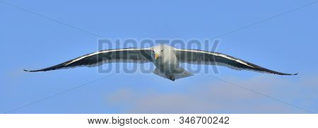 Flying Kelp Gull (larus Dominicanus), Also Known As The Dominican Gull And Black Backed Kelp Gull. F