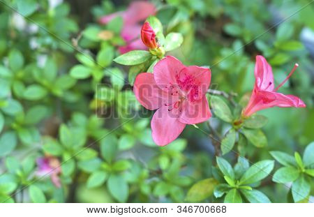 Beauitiful Pink Azalea In The Garden , Thailand