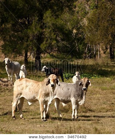 Pays de bétail australien