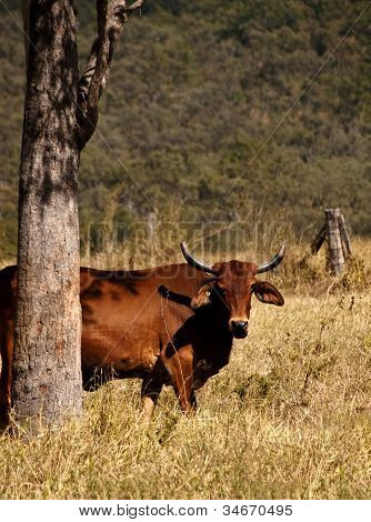 Australienne vache avec cornes