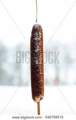 Mature Flower Spike Of The Bulrush Plant On Winter
