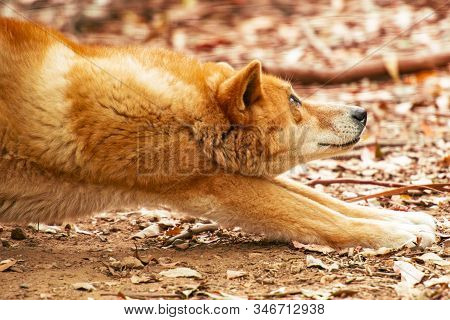 Australian Dingo