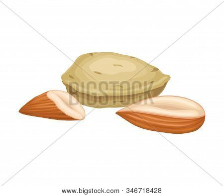 Whole And Cracked Nuts. Food For Good Brain Function Isolated On White Background Vector Illustratio