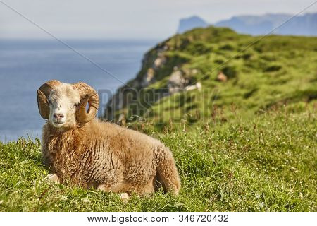 Sheep Lamb Grazing On The Faroe Islands Green Hills. Scenery