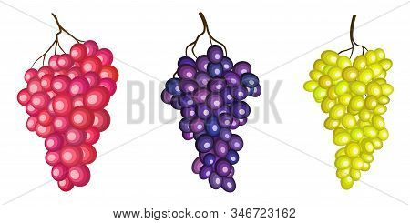Sultana Grape, Green, Red And Purple Branches Vector Illustration Isolated On White Background. Wine