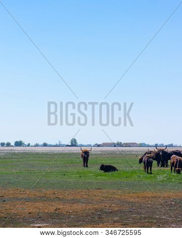 Aurochs Stand In The Field In The Hortobagy National Park In Hungary