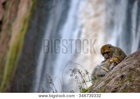 Macaque Monkeys Near Ouzoud Watterfall