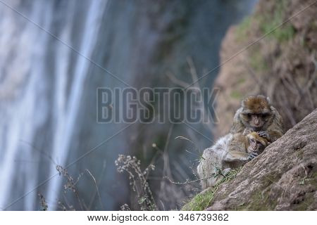 Macaque Monkeys Near Ouzoud Watterfall