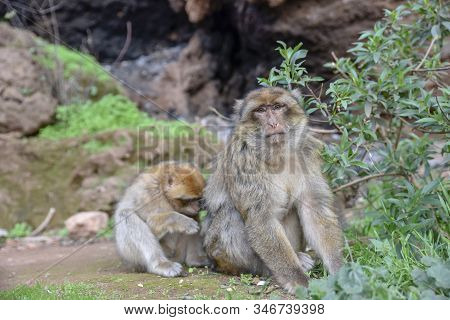 Macaque Monkeys Near Ouzoud Watterfall