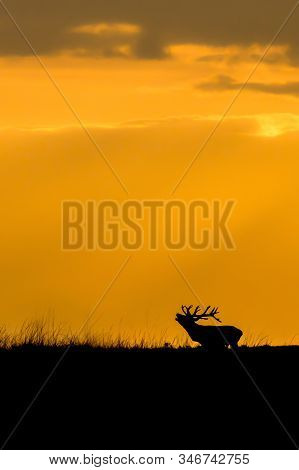 Silhouette Of A Red Deer (cervus Elaphus) Stag In Rutting Season On The Field Of National Park Hoge 