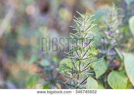First Spring Flower Violet Blepharis Plant Blooming, Forest Of Maharashtra. Blossom Of Young Purple 